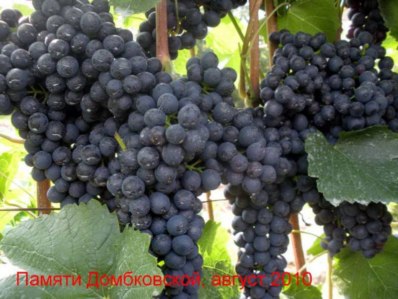 Сорт винограда кэмпбелл фото и описание